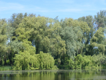 tree's by lake - lake, bluesky, water, trees, green