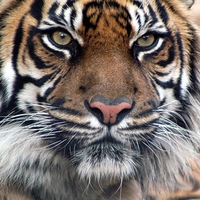 indian tiger