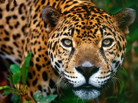 Jaguar - cats, animals, jaguar