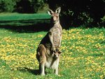 kangarou