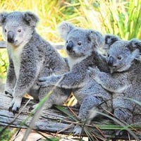 Koalas