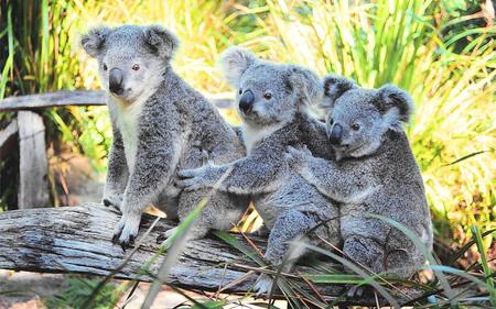 Koalas - bears, animals, koalas