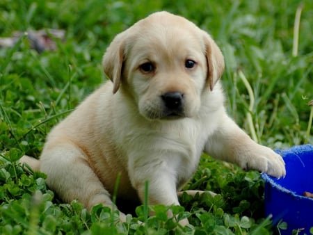 labrador puppy - dogs, puppy, animals