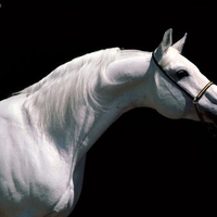 Beautiful Arabian