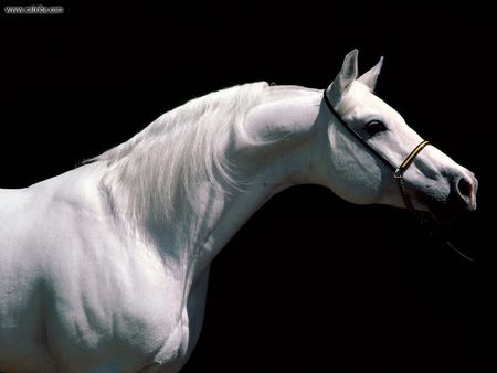 Beautiful Arabian - beautiful arabian, grey arabian, glory, arabian headshot