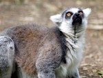 lemur