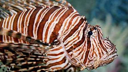 lion fish - lion fish, fish, animals