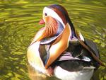 mandarin duck