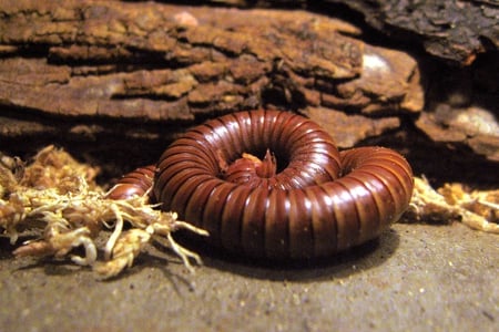 millipede - millipede, animals