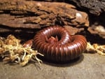 millipede