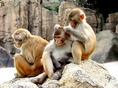 monkeys - monkeys, primates, animals