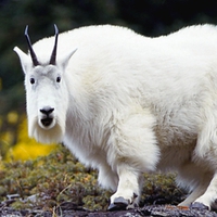 mountain goat