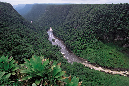 new life in forest - wallpaper, guyana