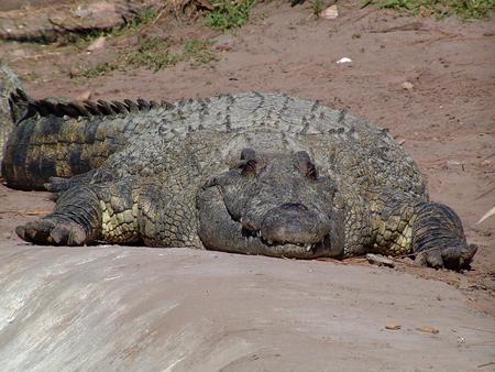 nile crocodile - animals, crocodile