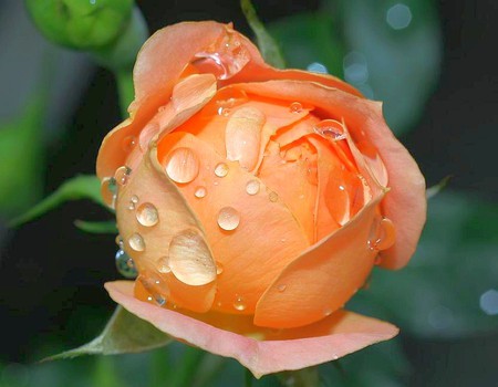 Rose - beautiful, rose, picture