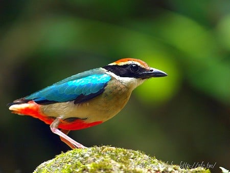 Colorfull Bird - beautiful, bird, colorfull, picture