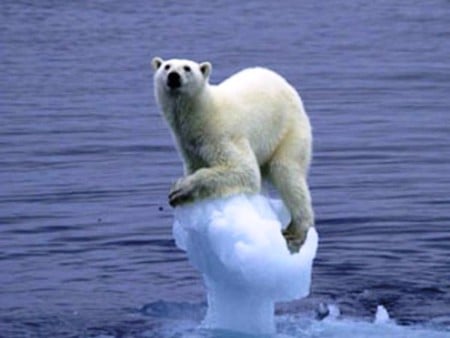 Polar Bear - polar bear, picture, cool