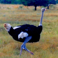 ostrich