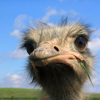 ostrich 2