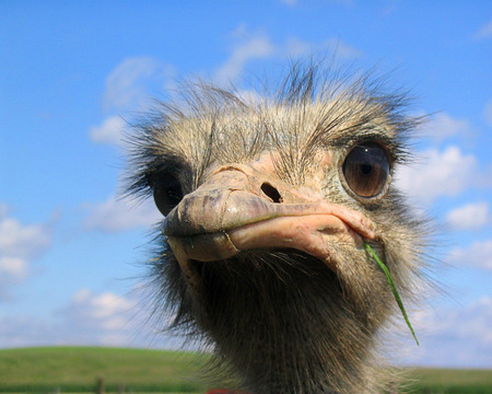 ostrich 2 - animals, birds