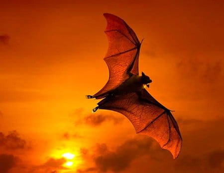 Bat at sunset - bat at sunset, picture, cool