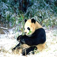 panda 2