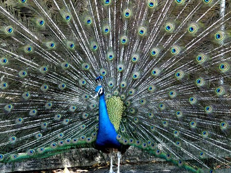 peafowl - animals, birds