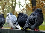 pigeons