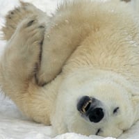 polar bear