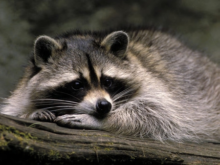 racoon - racoon, animals