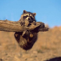 racoon baby