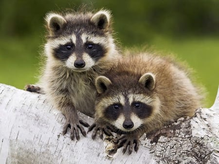 racoon babys