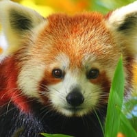 red panda