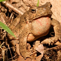 river toad