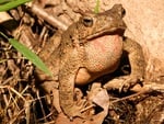 river toad