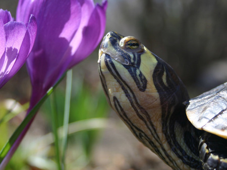 river turtle - turtles, animals