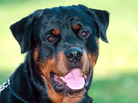 rottweiler - dogs, animals