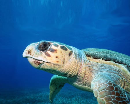 sea turtle - turtles, animals