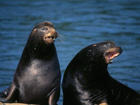 sea lions - sea lions, animals