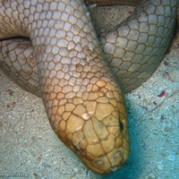 sea snake