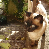 siamese cat