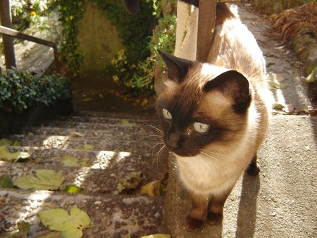 siamese cat - cats, animals, siamese cat