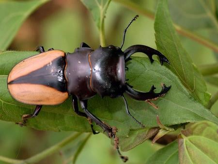 stag beetle - bugs, beetle, insects