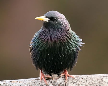 starling - animals, starling, birds