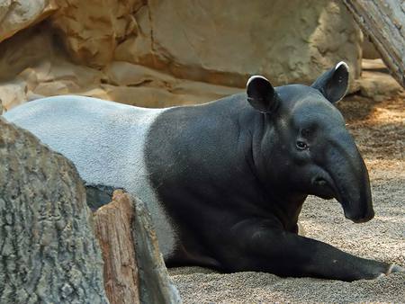 tapir - animals, tapir