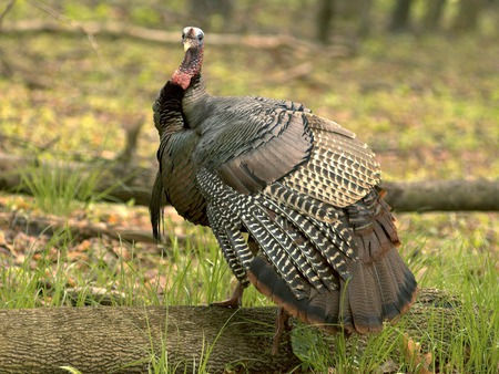 turkey - turkey, birds, animals