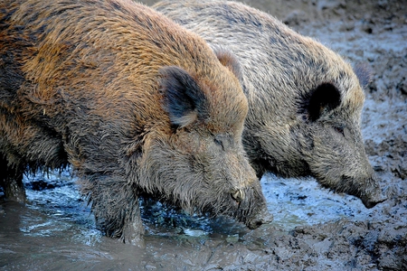 wild boar - pigs, animals