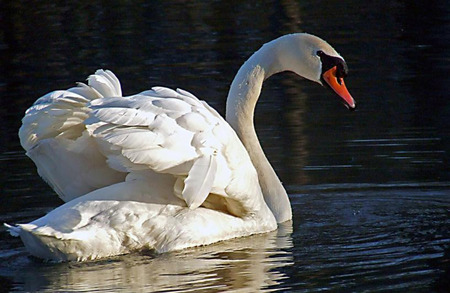 Purity - white, water, swan, white swan