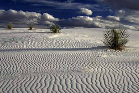 White Sands - sand, yucca bushes, yucca, clouds, white sand, sands, desert