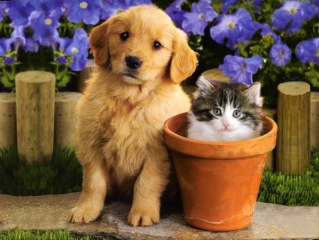 PUPPY AND KITTY, KITTY SITTING IN FLOWERPOT